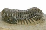 Detailed Crotalocephalina Trilobite - Atchana, Morocco #359545-1